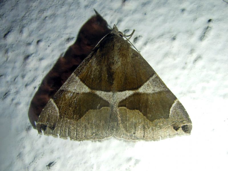 Dysgonia algira